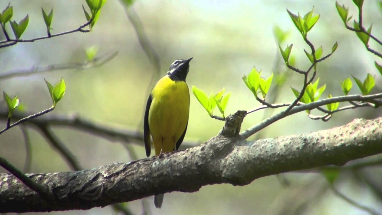 野鳥撮影・ キセキレイのさえずり Grey Wagtail 