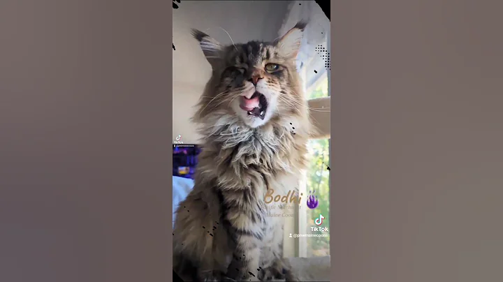 Video 5803031: mains coon cat mainecoon, polydactyl mainecoon cat, european maine coon cat, cat cute funny pet, kitty