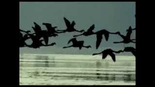 The Cinematic Orchestra - Arrival of the Birds