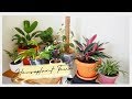 HOUSEPLANT TOUR  2019 +  LIVING ROOM ED. (Philippines)  |  Style Attempt by Ayn