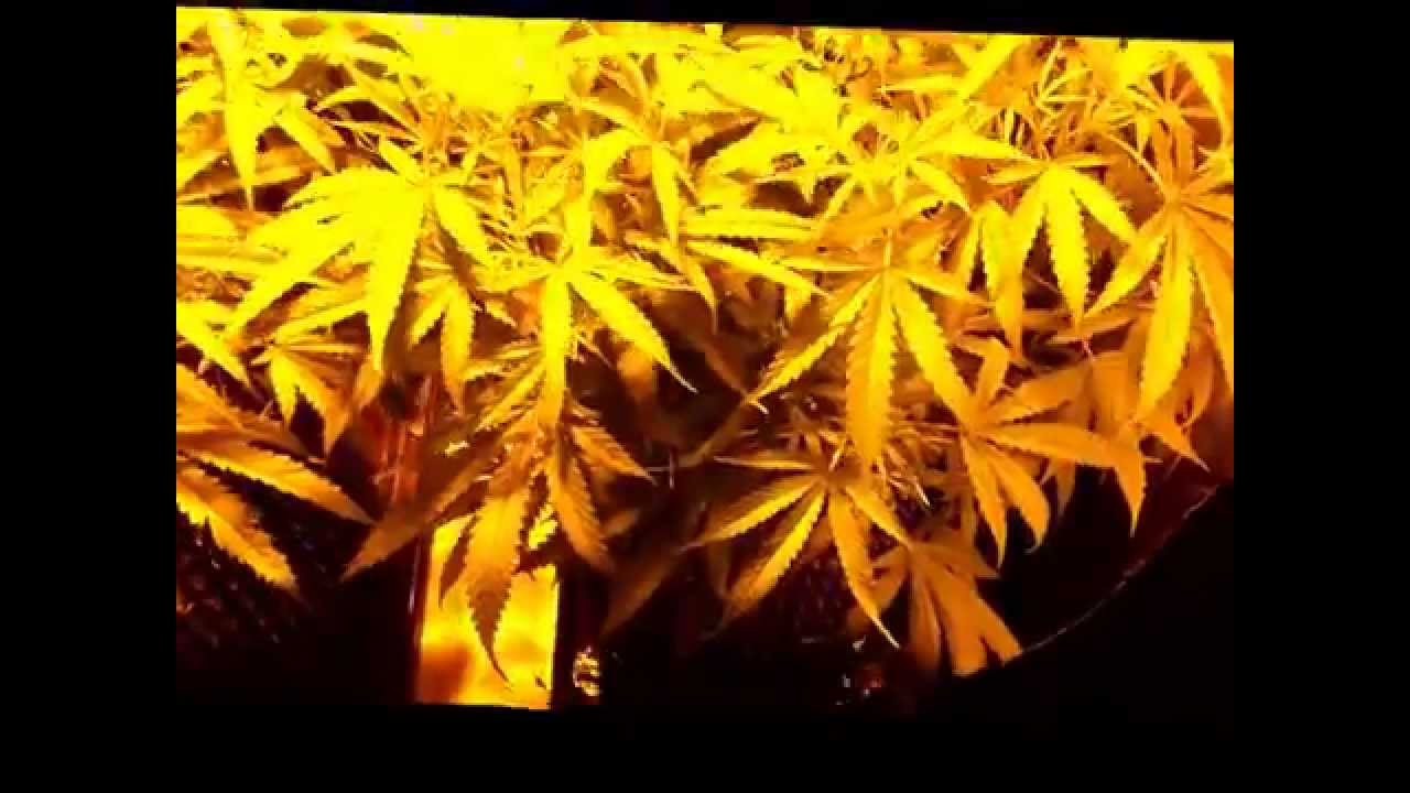 NLxBB COB grow and 4 Exodus Cheese unde a 600w HPS