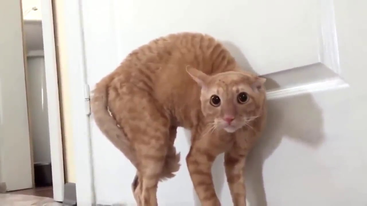 Funny 2019 best cat frights funny videos 