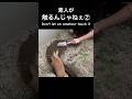 トーシローが触るんじゃねぇ！とダッシュで注意しにいく親方② #うさぎ #bunny #rabbit