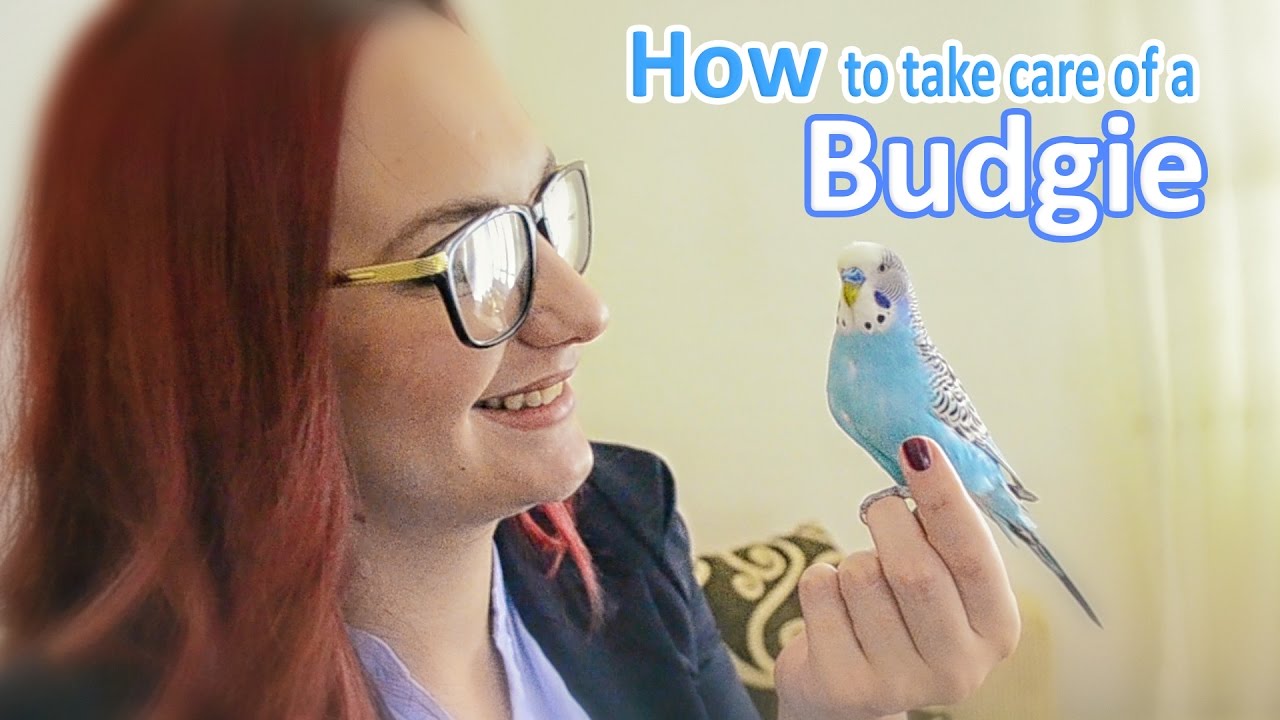 How to Take Care of a Budgie, Parakeet All The Basics