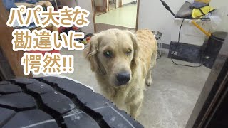 パパ人生最大の勘違いに愕然とする。ゴールデンレトリバーティト。