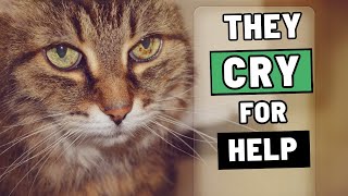 This Is How Cats Ask for Your Help – Most People Miss It