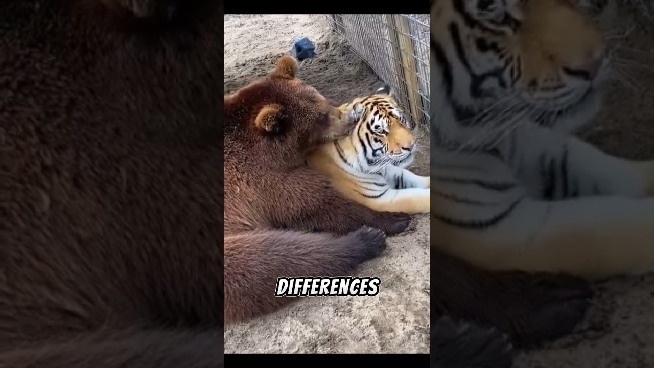 The World's Most Unusual Animal Friendships 