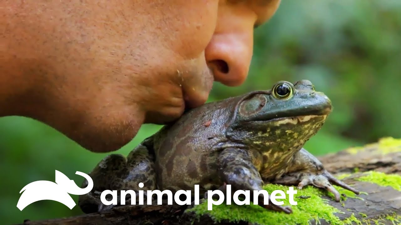 Frank beija rã-touro americana | Perdido na Califórnia | Animal Planet Brasil camera iphone 8 plus apk