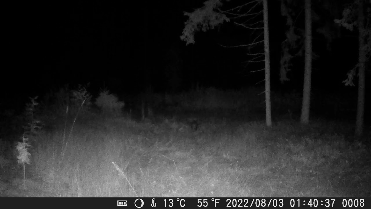 Āpsis (Badger) Meža kameras (trail camera)
