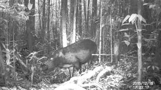 Bearded pig filmed on camera trap