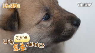 나는 태어난 지 30일된 진돗개 새끼다 [애니멀봐 나새끼 73호]ㅣI’m a 30 days old Jindo Dog Baby [SBS Animal I’m A Baby 73th]