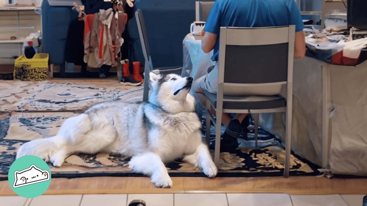Huge Pup Asks Grandpa For Croissants In The Cutest Way | Cuddle Buddies