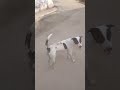 bhaiski sani#karan vlog #