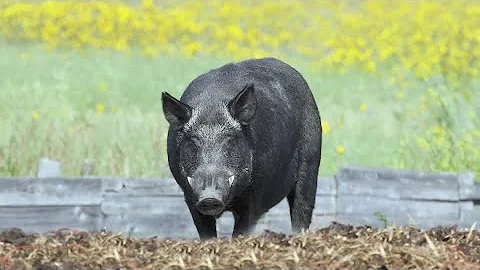 Concerns rise over pig-boar hybrid from Canada