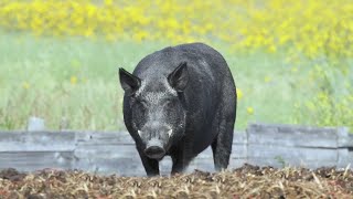 Concerns rise over pigboar hybrid from Canada