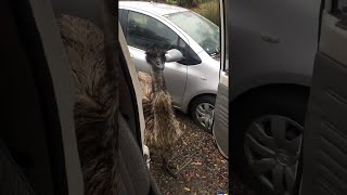 Cheeky Emu Steals Popcorn From a Car || ViralHog