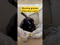 Leg up. This is how we do it. #cat #fyp #meow #BlackCat  #mycat #catwatch #justcats #catperson