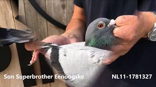 NL11 1781327