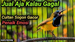 CUIT CUIT SOGON GACOR PENAIK EMOSI, PANCINGAN SOGON TROTOL GACOR LATIH CEPAT NEMBAK FULL ISIAN KASAR