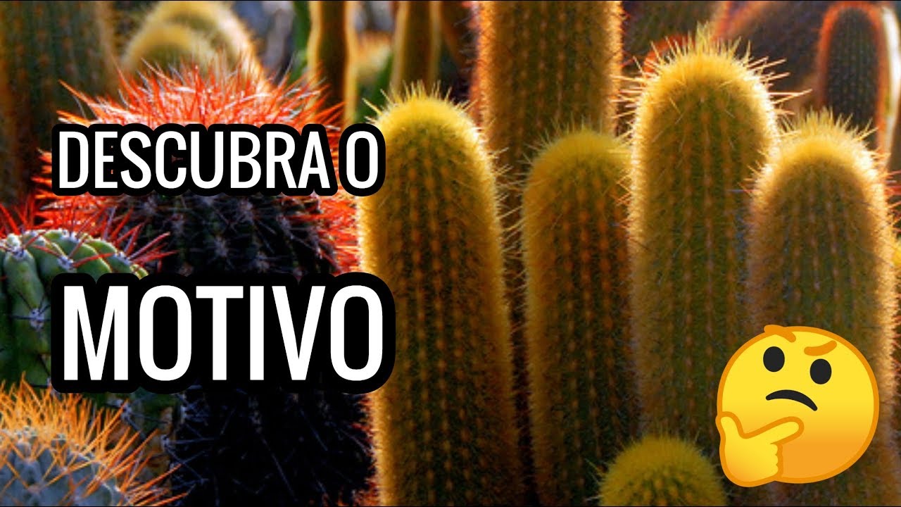 Porque meus Cactos NÃO Florescem?