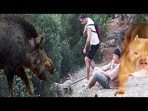 DAĞDA VİDEO ÇEKERKEN DOMUZ SALDIRDI SİMBA YAKALADI PIG VS BULLY خنزير مقابل بيتبول