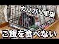 ガリガリな黒猫がご飯を食べなくなりました！？