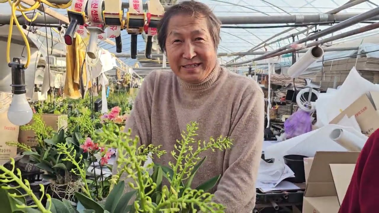 대명석곡 분갈이 택배과정 스폐셜 대명석곡 특별한 포장으로 배달 합니다