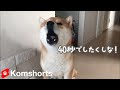 「散歩行こう」に対し、言葉を理解して喋る柴犬#Shorts　Shiba Inu's reaction when he said "Let's go for a walk"