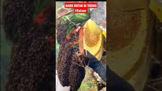 MADU HUTAN LIAR DI TEBING @alzuchannel2405#viral#realvideo#madu#hutan#tebing#shorts#trending#fyp
