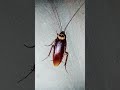 Cockroach Sound Subscribe Me 