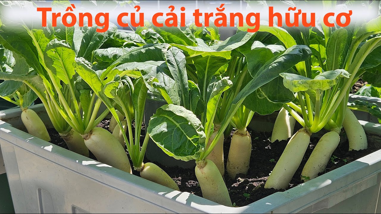 Cách trồng củ cải trắng hữu cơ