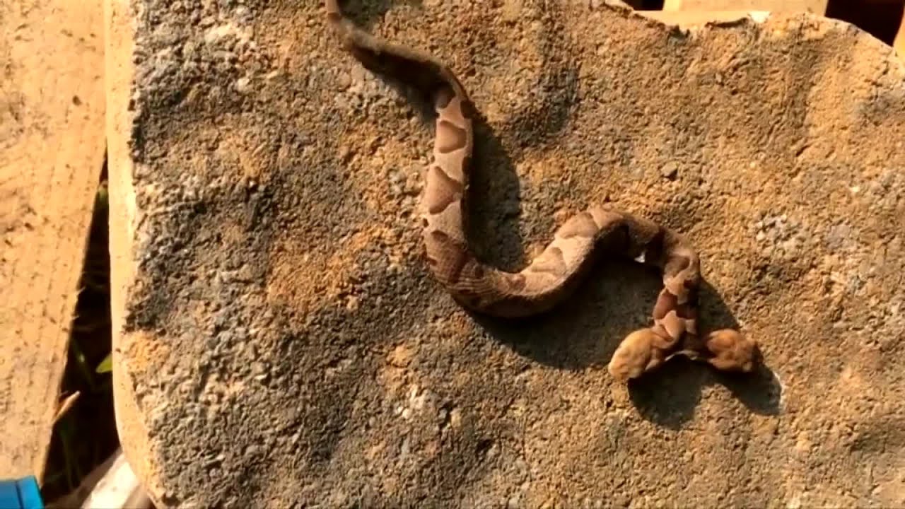 Two-headed snake found in Virginia yard