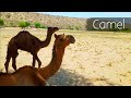 Camel  beauty of thar pakistan camel  cafe thar