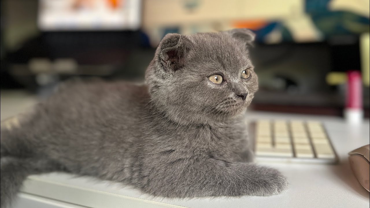 She’s Finally Home! 2-Month-Old Scottish Fold x Himalayan