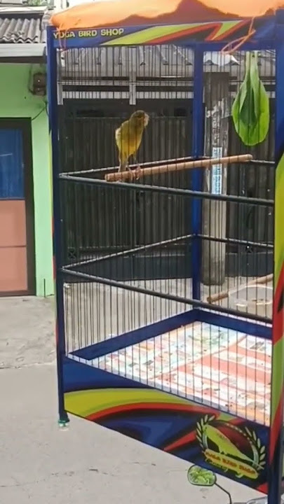 Real Kenari F1BB #birds #burung #masterankenari #kenarigacor #burungkicau