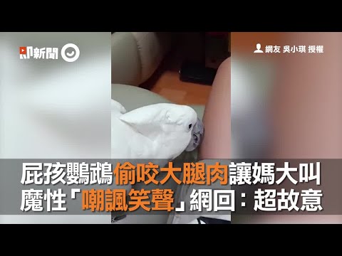 屁孩鸚鵡偷咬大腿肉讓媽大叫 還發出「嘲諷笑聲」超故意｜寵物鳥｜雨傘巴丹鸚鵡｜精華影片