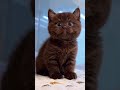 Bobo Minnoş Cat