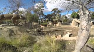 First time at the San Diego Zoo GoPro & iMovie Edit