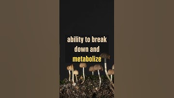 Mushrooms will clean up the planet!