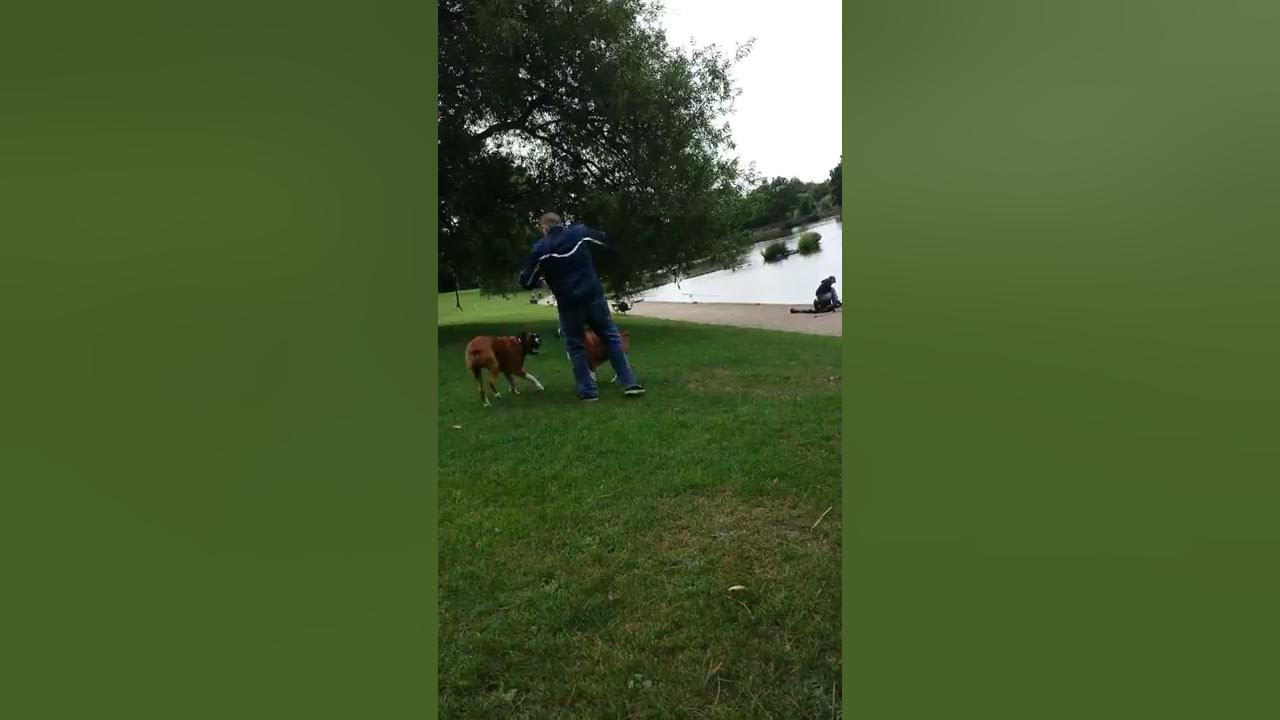 Boxer Dog Attacks Sausage Man YouTube