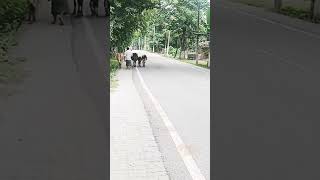 Download Lagu Good looking moments #trending #shortvideo MP3