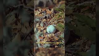 Rustic Canyon Golf Course as Described by its Superintendent Jeff Hicks Wealth