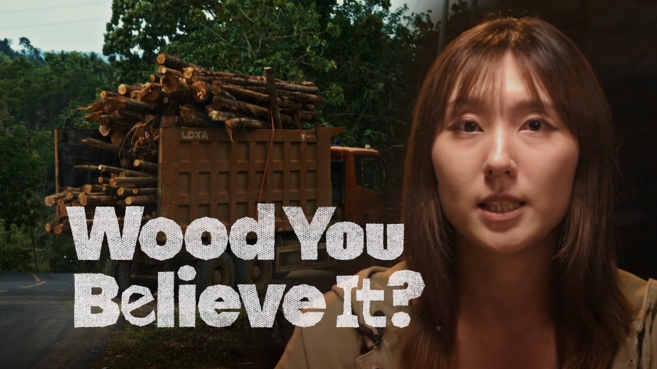 The Forests Burning to Keep Asia's Lights On