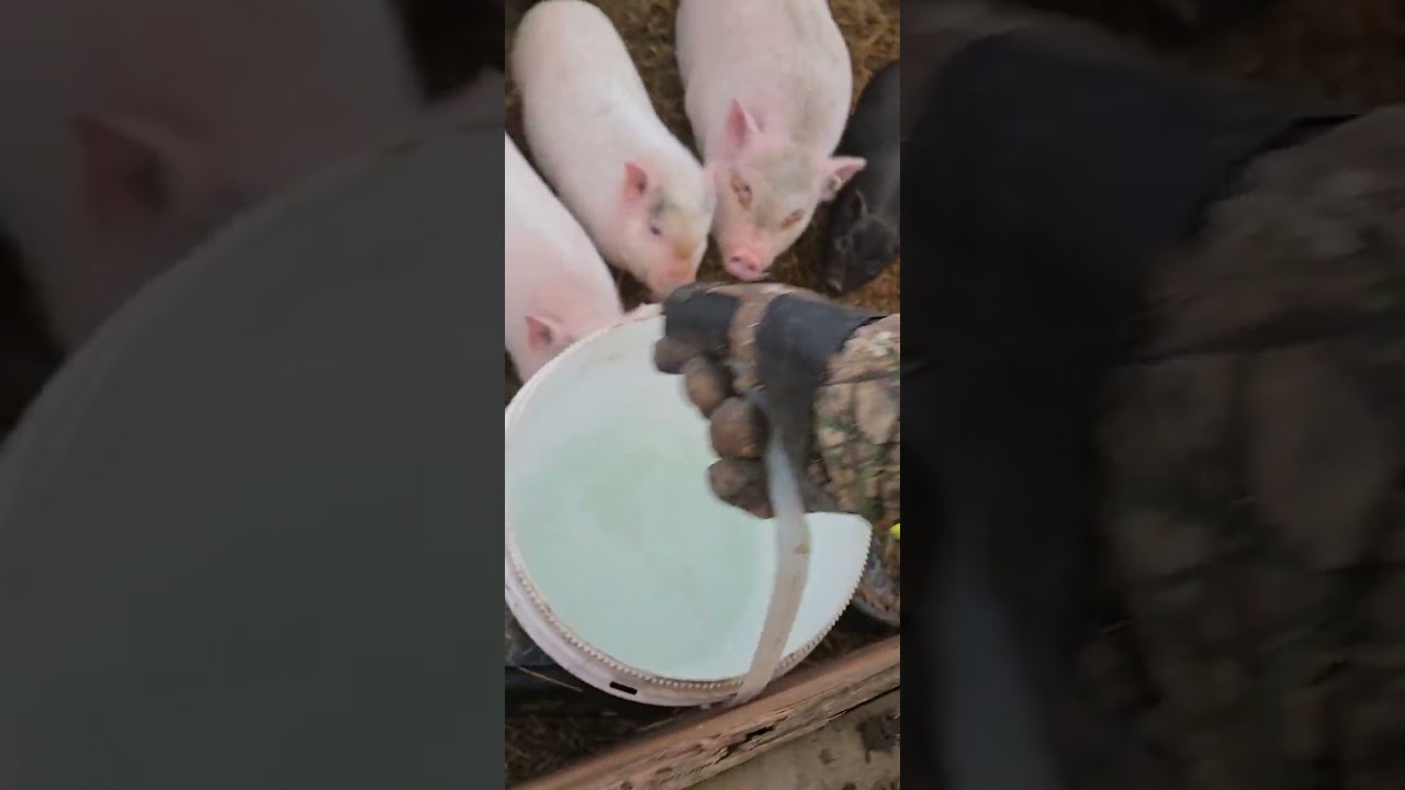 Chores on the homestead live recording 1-12