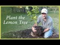 Planting the Lemon Tree Propagated by a Cutting