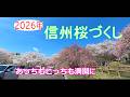 信州はあちこち咲く裏が満開 アルプスと桜の絶景 中川村 大草城址公園