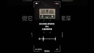 别着急,你的成长有自己的节奏。允许自己慢慢来,因为好的事物,都需要时间去沉淀和酝酿#睡前语录#每日金句#正能量#晚安语录#每日小故事#温暖#治愈#每日一句#成长语录