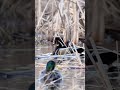 First Wood Ducks of the year!! One of my favorite ducks. 🙂
