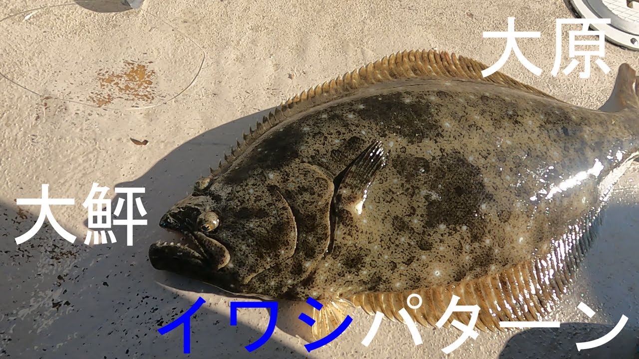 大原LTヒラメ　イワシだらけの海で狙う大鮃！ヒラメの合わせは意外と早い！！