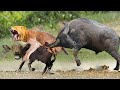 The Lion&#39;s Shameful Failure Before The Buffalos - Lion vs Buffalo